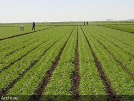 Haïti - Agriculture : Augmenter la production et les revenus des agriculteurs...