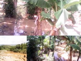 Haïti - Social : La rivière Provence en crue à Bas-Tapion