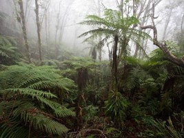 Haiti - Environment : Survival of the Macaya Park is both political and civic