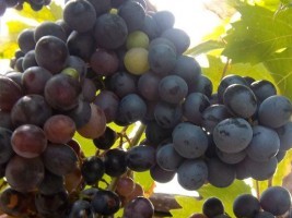 Haïti - Social : 3e Édition du Festival du raisin des Chardonnières