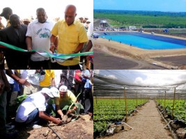 Haiti - Agriculture : $27M for the production of bananas for export