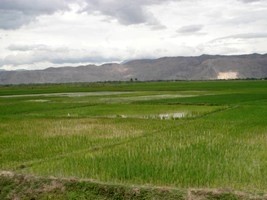 Haïti - Agriculture : Vers une meilleure gestion de l’eau dans le bassin de l’Artibonite