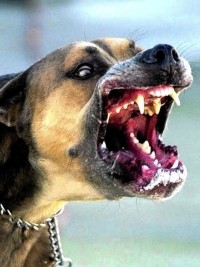 Haiti - Health : Rabies in Haiti, what to do if bitten ?