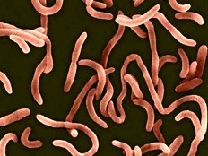 Haiti - Epidemic : First case of cholera in Cité Soleil ?
