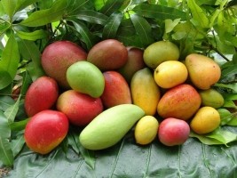Haïti - Agriculture : Lancement de la campagne de mangue