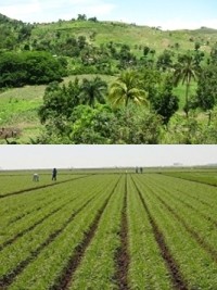 Haïti - Environnement : L'ONU appelle Haïti aux bonnes pratiques environnementales et agricoles