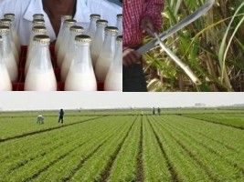 Haïti - Agriculture : Clôture de l'ambitieux projet «PWOFIPA'N»
