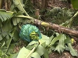 Haiti - Agriculture : Heavy preliminary assessment
