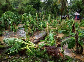 Haïti - Agriculture : Rapport de situation et appui de la FAO