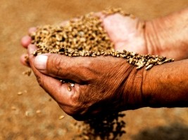 Haïti - Agriculture : Distribution d'urgence pour sauver la récolte hivernale