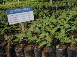 Haïti - Environnement : Lancement de la transplantation d’un million de plantules d’arbres
