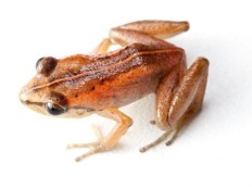 Haiti - Ecology : Rediscovery of amphibians that have disappeared since 1991