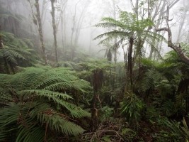Haïti - Environnement : Réserve naturelle en Haïti au Programme de l’UNESCO