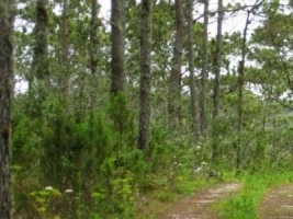 Haïti - Environnement : L’UNESCO ajoute une nouvelle réserve de biosphère en Haïti