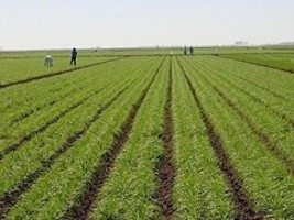 Haïti - Agriculture : Près de 65 millions de Gourdes pour 11 projets agricoles