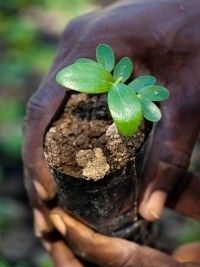 Haïti - USA : Important Projet de reboisement dans les départements du Nord et du Nord-Est