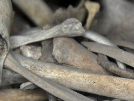 Haïti - Affaire Legagneur : Des ossements d’un corps sans tête trouvés à Grand Ravine