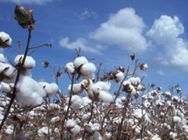 Haïti - Agriculture : Vers le retour de «l’or blanc» en Haïti