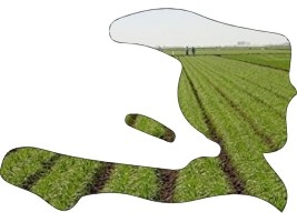 Haiti - FAO : Relaunch the agricultural production