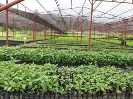 Haïti - Environnement : Jovenel Moïse inaugure un 5e Centre de propagation végétal