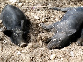 Haiti - Agriculture : African swine fever, high-level meeting on emergency measures to be taken