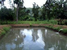 Haiti - Agriculture : Strengthening of the agricultural production in Gascogne