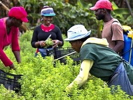 Haiti - Agriculture : DR seeks solution for illegal Haitian farm workers