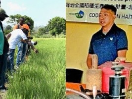Haiti - Agriculture : Taiwan shares knowledge to help increase rice harvests in Haiti