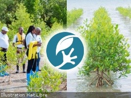 Haiti - Baradère : 100 hectares of mangroves completely restored