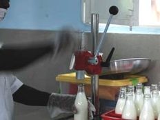 Haiti - Agriculture : The dairy of Saut Mathurine is in operation