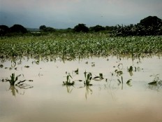 Haiti - Agriculture : $104 million losses in the agricultural sector