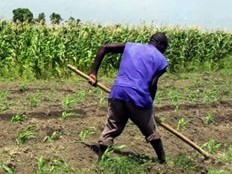 Haiti - Agriculture : Food Outlook March 2013