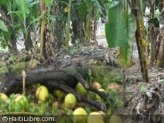 Haiti - Agriculture : Agricultural sector very exposed and mostly uninsured...