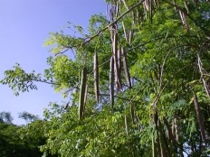 Haiti - Social : Urban Agriculture Project of «Moringa» in precarious neighborhoods