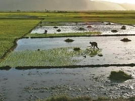 Haiti - Agriculture : Rehabilitation of irrigation channel in Nan Valette