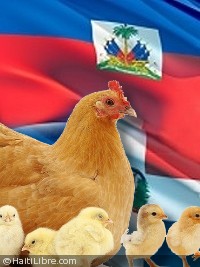Haiti - Economy : Soon the end of the ban on poultry products ?