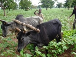 Haiti - Agriculture : Ambitious project to strengthen rural entrepreneurship