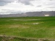 Haiti - Agriculture : $25M to improve agricultural productivity
