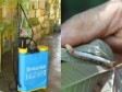 Haïti - Agriculture : Invasion de chenilles dans les plantations de manioc