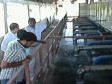 Haiti - Industry : Expert mission from the International Fragrance Association