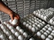Haïti - Agriculture : Contribution de l’industrie des oeufs dans l’économie