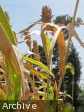 Haïti - Agriculture : Plantations de petit mil ravagées, énorme perte