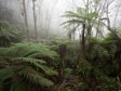 Haïti - Environnement : La réserve naturelle de La Hotte sélectionnée par l'UNESCO
