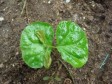 Haïti - Agriculture : La Fondation Louis G. Lamothe au secours du café haïtien
