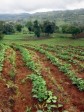 Haïti - AVIS : 2ème phase du Projet RESEPAG II dans le Sud