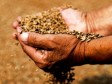 Haïti - Agriculture : Distribution d'urgence pour sauver la récolte hivernale