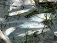 Haiti - Environment : The mystery of Lake Azuei resolved soon