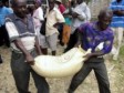 Haiti - Agriculture : FAO to the rescue of rural populations