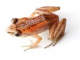 Haiti - Ecology : Rediscovery of amphibians that have disappeared since 1991