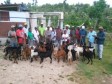 Haïti - Agriculture : Relance caprine dans le Sud seulement 30% des promesses concrétisées